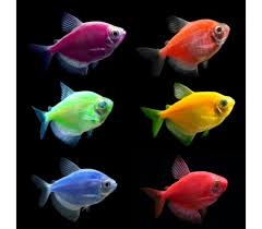 Acuario ARYA - imagen 1