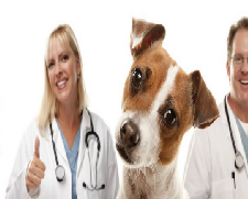 Centro Veterinario Tiquipaya - imagen 2